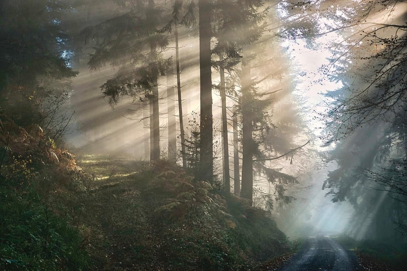 Mystical Gardens