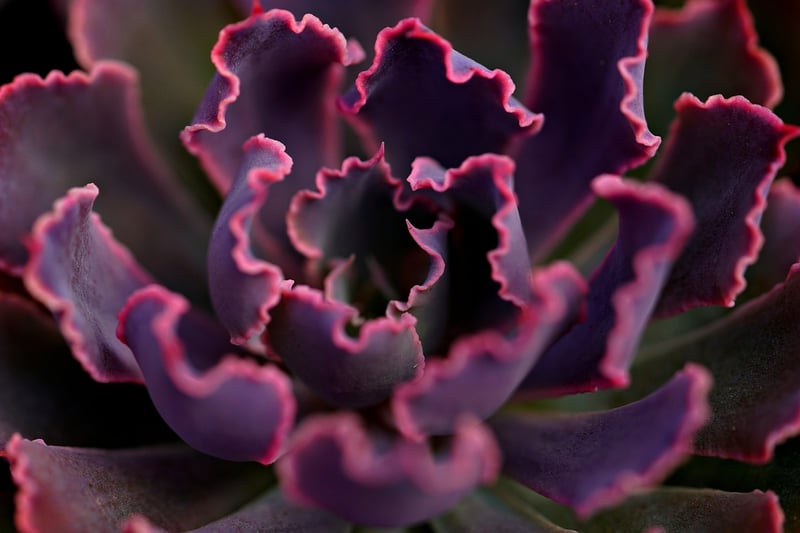 Whimsical Botanicals